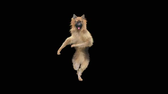 Dog Dance HD