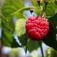 Raspberry - VideoHive Item for Sale