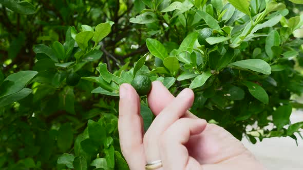 Man Hand Touch Green Lime or Lemon Growing on Tree with Many Leafs