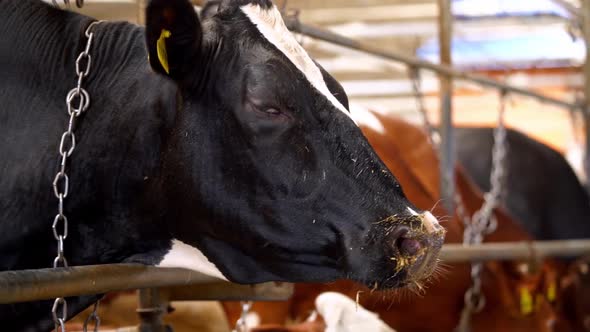 Cows in free livestock stall. Many cows in milk cow farming in countryside