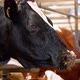 Cows in free livestock stall. Many cows in milk cow farming in countryside - VideoHive Item for Sale
