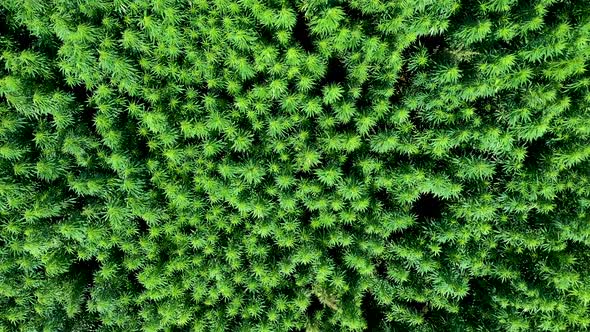 Cannabis Weed or Hemp Plants Field