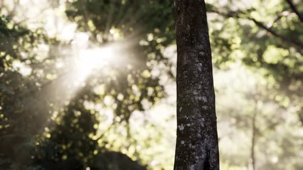 Rays of Bursting Sunlight in a Misty Forest alt