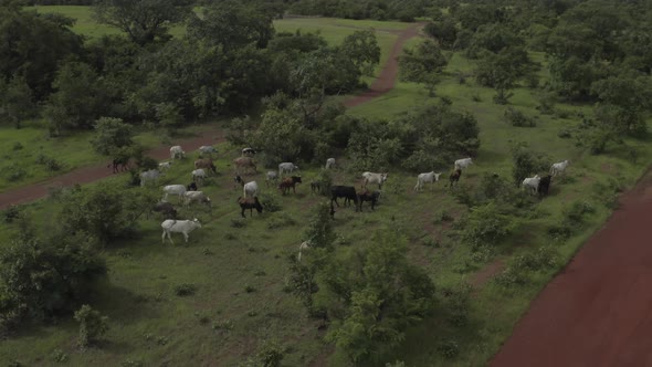 Africa Mali Cattle Herd Aerial View