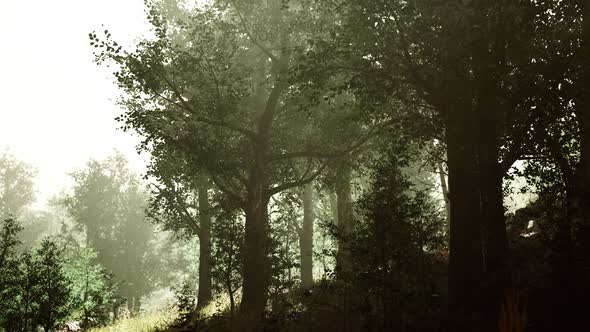 Hyperlapse in a Summer Forest in Fog