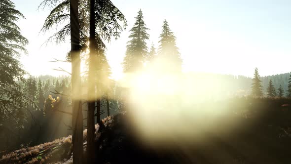 Sun Beams Through Trees