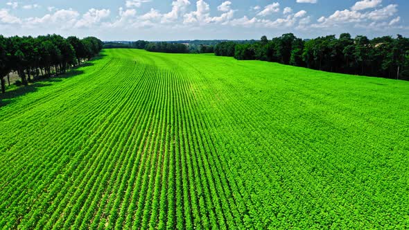 Agriculture in Poland. Green field of sunflowers.