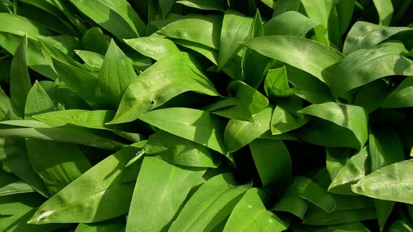 Wild bear garlic.