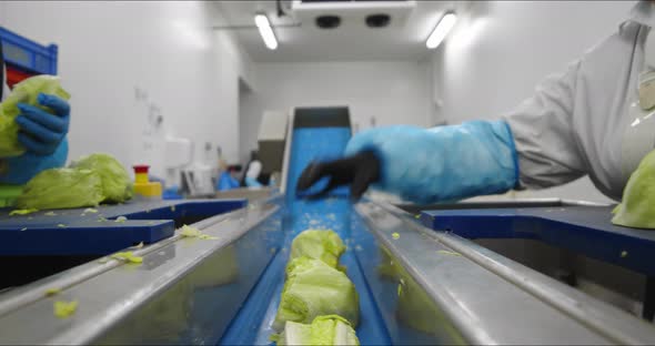 Inspection, selection and processing of lettuce for pre-packaged salads in factory