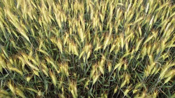 Field of barley, ripening ears of barley in the field