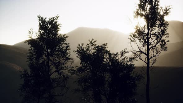 Carpatian Mountains Fog and Mist at the Pine Forest