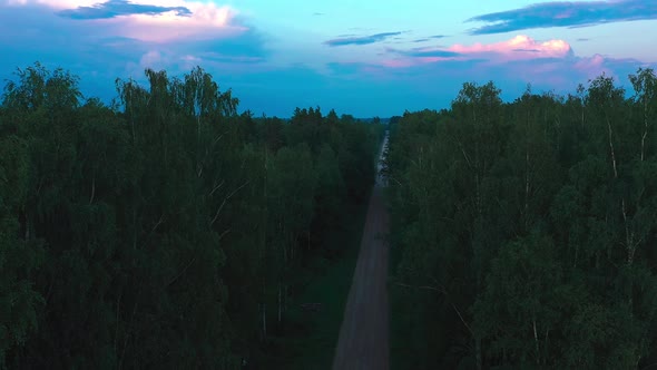 Forest After Sunset