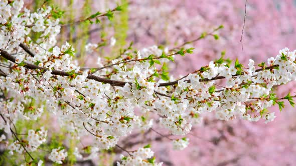 Blooming Sakura Cherry Blossom