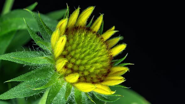 Time Lapse of Gaillardia Bloom Closeup Shot on Black Background Beautiful Gaillardia Flower Blooms