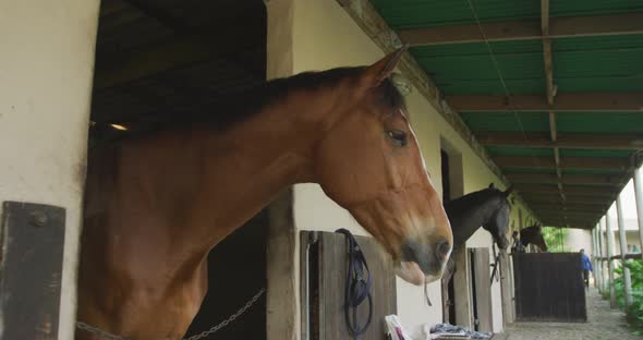 View of Dressage horses looking through their stables