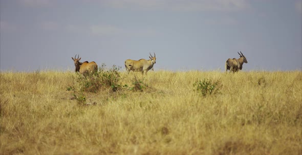 Three antelopes in the savanna