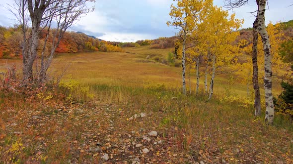 Flying through the trees into a large mountain meadow in autumn with the full spectrum or fall color