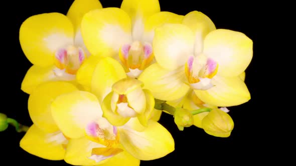 Blooming Yellow Orchid Phalaenopsis Flower