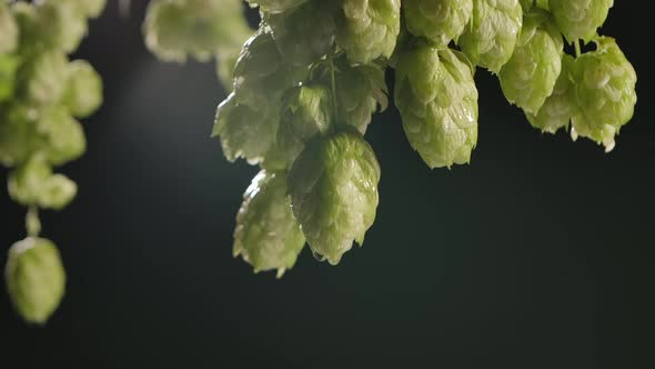 Drops of Water Falling From Hops or Humulus. Black Background. Slow Motion.