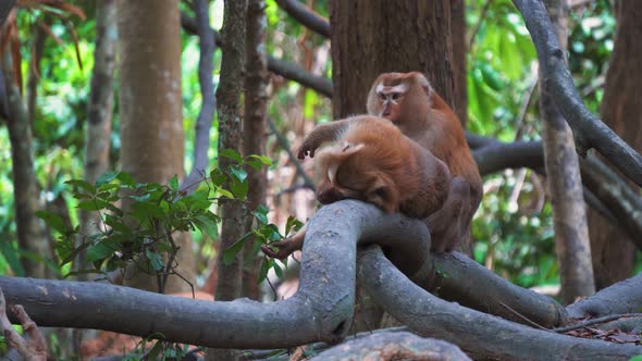 Baby Monkey Hanging on Liana in Lowland Rainforest