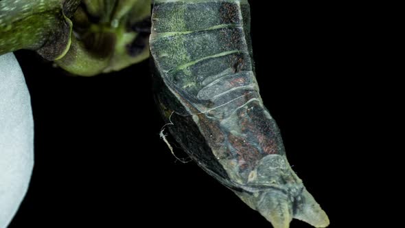 Time Lapse of the Moment of Birth of the Butterfly Papilio Palinurus on a Black Background Birth