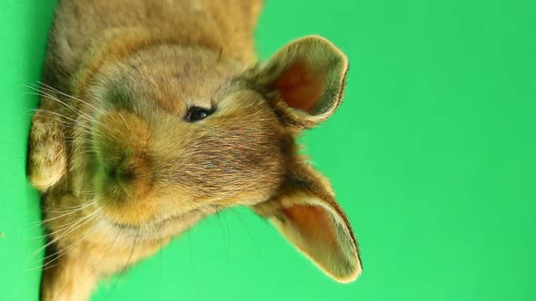 Brown Cute Fluffy Brown Rabbit Sits on a Green Background and Wiggles His Ears and Nose