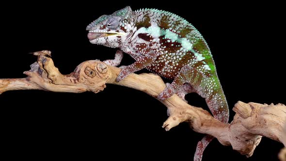 Panther Chameleon Shoots It's Tongue Out To Catch A Cricket