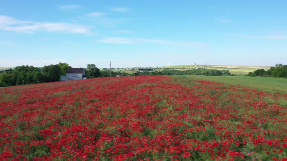 Beautiful Red Poppy Field On A Sunny Day. drone sideways
