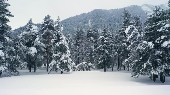 Beautiful snow scene forest in winter. Flying over of pine trees covered with snow.