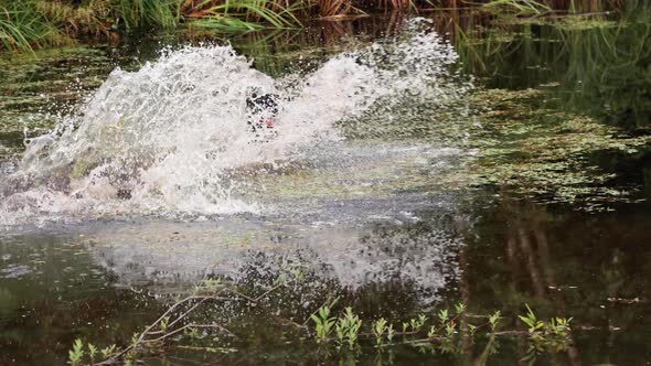 Dog running and fetching in slow motion