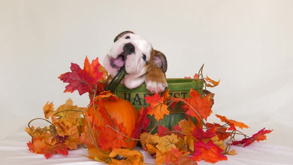 cute puppy bulldog in harvest fall scene chewing on pumpkin 4k