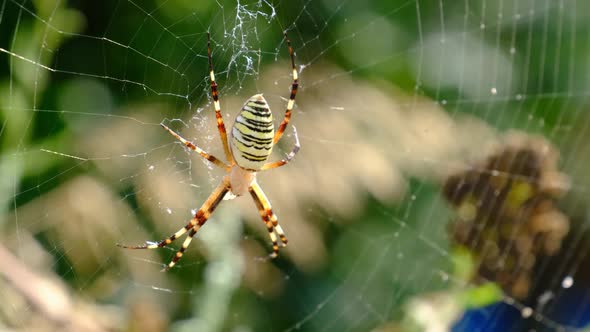 Large Spider Closeup on a Web Against a Background of Green Nature in Forest