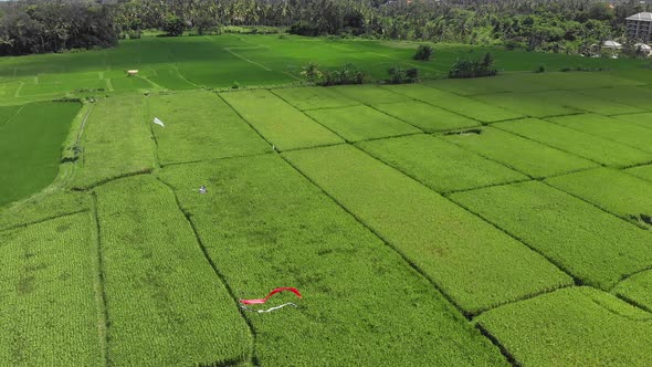 Rice Fileds Aerial View To Ubud, Bali Indonesia