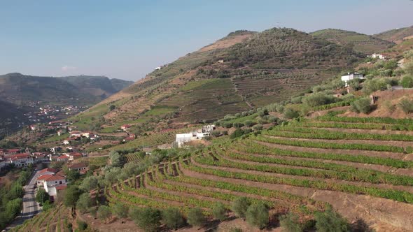 Vineyards and Green Hills. Peso da Régua, Portugal