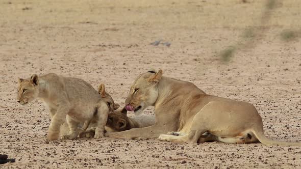 Lioness With Playful Cubs - Kalahari Desert