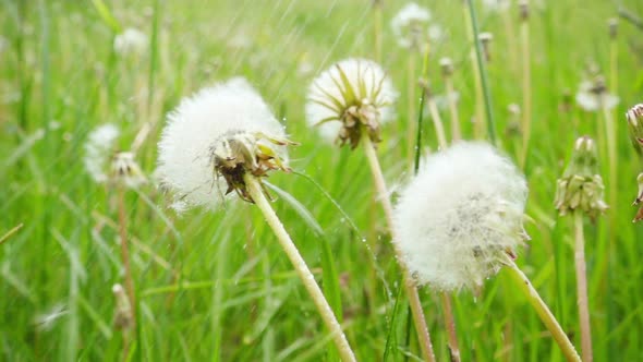 Dandelions and Rain 