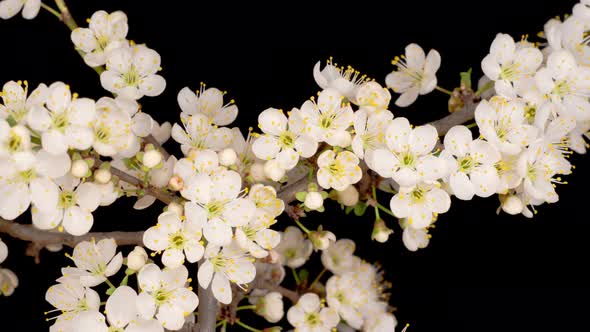 White Flowers Blossoms on the Branches of Wild Plum Tree