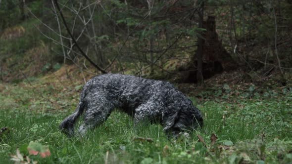 A dog in a forest searching for something to eat