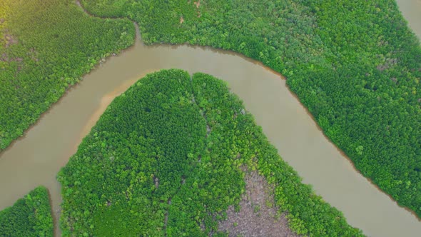 Aerial view green mangrove forest nature tropical rainforest