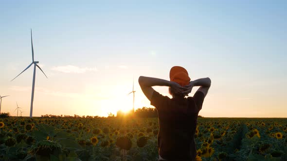 Young man in orange cap in yellow sunflowers crops field with wind turbines farm on sunset landscape