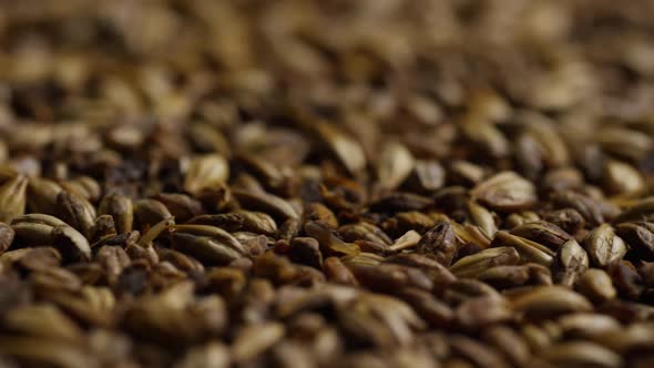 Rotating shot of barley and other beer brewing ingredients - BEER BREWING