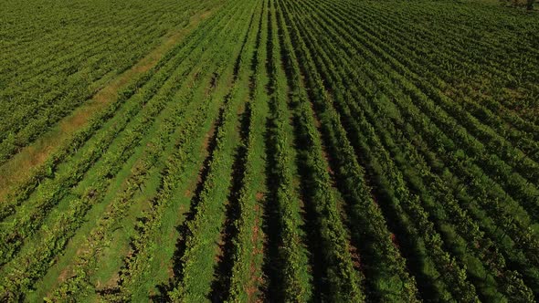 Rows of Grape Vines Grow on Plantation