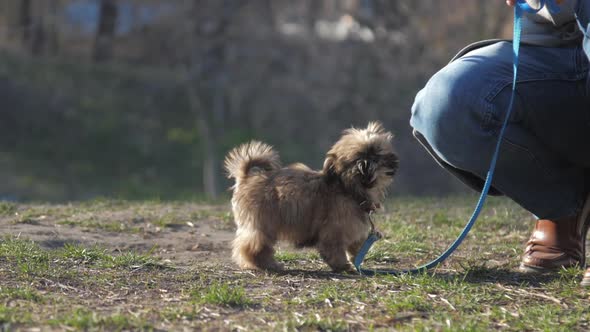 Little Dog with Short Fur Stands on Grass and Looks at Owner