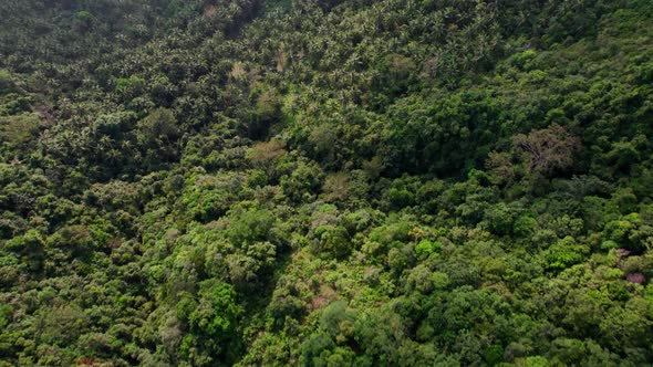 Fly over a dense tropical forest in Ko Samui, Thailand