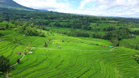 Aerial View of Rice Terraces. Landscape with Drone. Agricultural Landscape from The Air. 