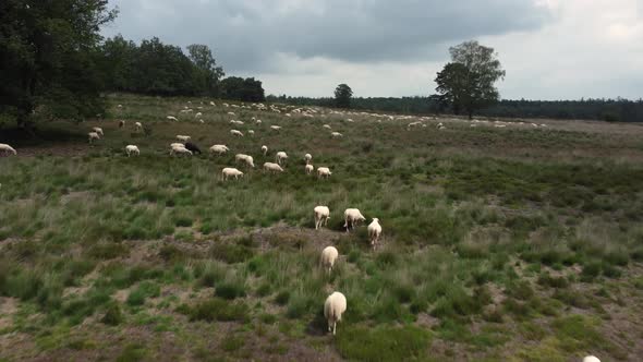 Sheep grazing at national park the Veluwe in the Netherlands, Aerial