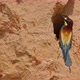 European Beeeater or Merops Apiaster - VideoHive Item for Sale