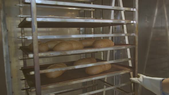 Cart with Fresh Baked Raisin Bread is Taken Out of the Oven Woman Baker Dressed in White