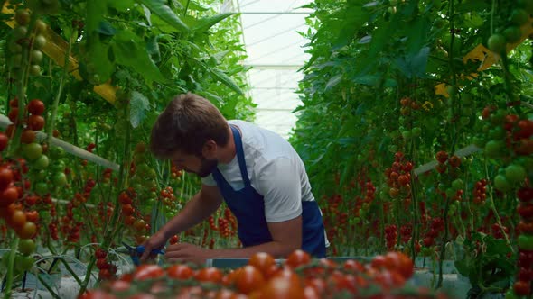 Man Farmer Harvesting Tomatoes in Vegetable Wheelbarrow at Modern Greenhouse