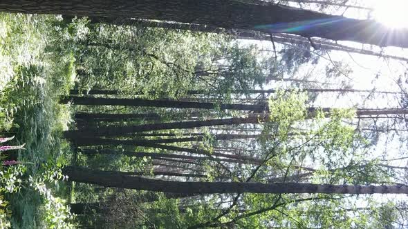 Vertical Video of Forest Landscape in Summer Slow Motion